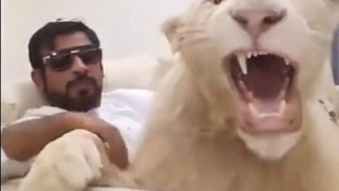 Avoir un lion comme animal de compagnie... un peu flippant