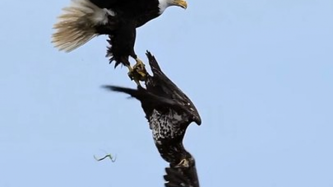 PAIR OF EAGLES,,, These are two eagles  they are flying in the air and.....watch video