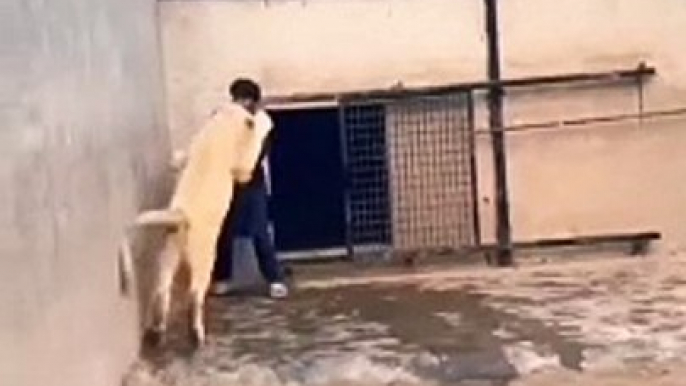 Boy is fighting with innocent lion #lion #funny #shorts