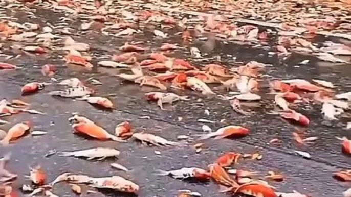 FISHES,,,There are much fishes on the road with out water,these fishes are deferent color