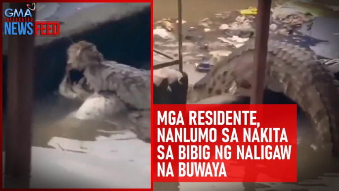 Mga residente, nanlumo sa nakita sa bibig ng naligaw na buwaya | GMA Integrated Newsfeed