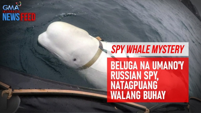 Spy whale mystery - Beluga na umano'y Russian spy, natagpuang walang buhay | GMA Integrated Newsfeed