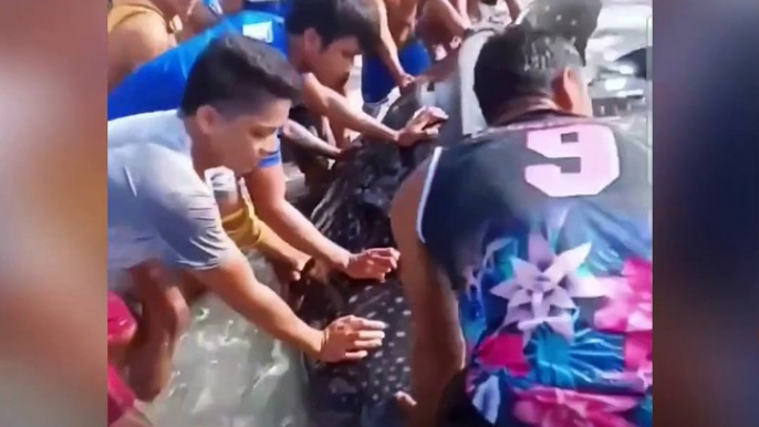 Higanteng isda?! Mga mangingisda, nagulat sa aksidente nilang nahuli | GMA Integrated Newsfeed