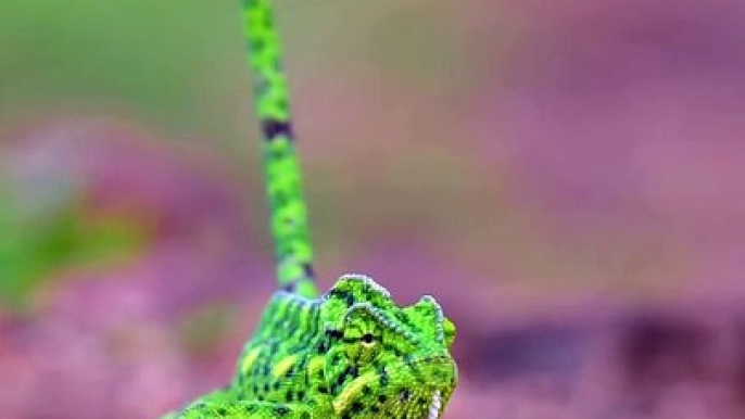 Chameleon Walks Gracefully, But Faces Danger Due to Village Myths! #Viral #Trending #Wildlife #Nature #EpicMoment