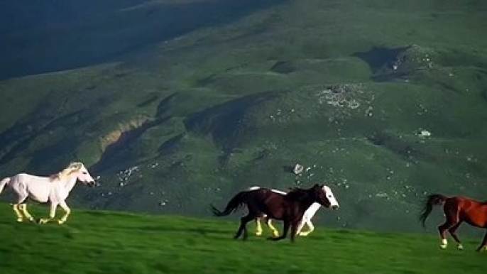 Majestic Horses Captured by Drone in Albania’s Countryside! #Viral #Trending #Wildlife #Nature #EpicMoment