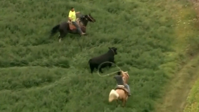 Atrapan un toro tras escaparse y huir en mitad del campo