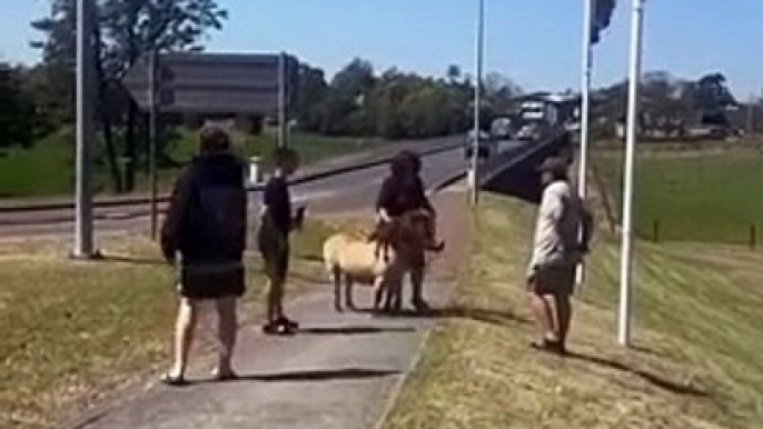 Coffee the pony rescued at Maitland by Paterson MP Meryl Swanson | Newcastle Herald | September 24, 2024