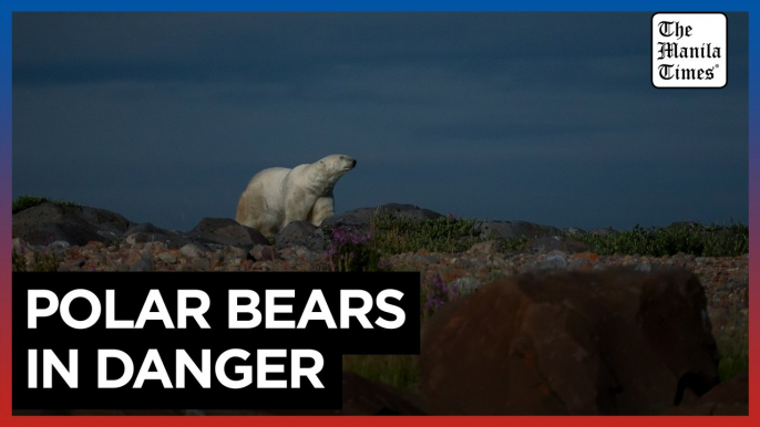 In the gateway to the Arctic, fat, ice and polar bears are crucial. All three are in trouble