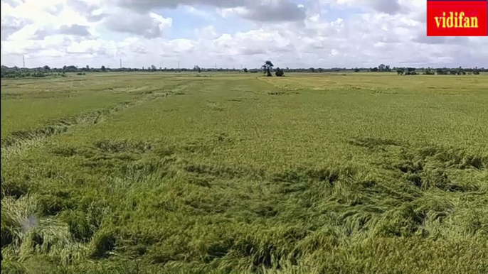 ripe rice ready to harvest