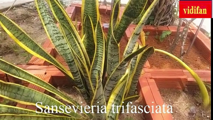 uses of Sansevieria trifasciata