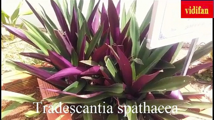 uses of Tradescantia spathacea