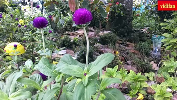 Gomphrena globosa L flower