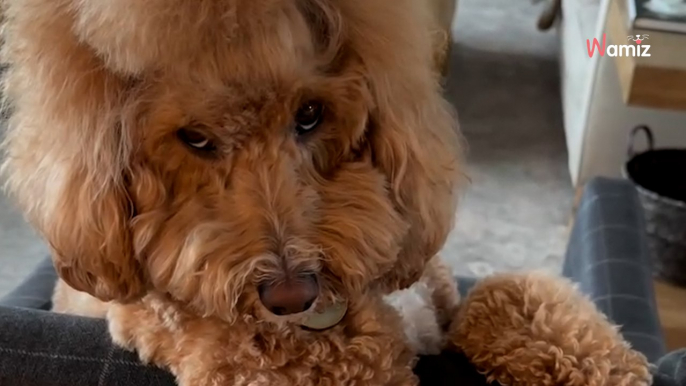 Dieser flirtende Hund ist das lustigste, was du heute sehen willst