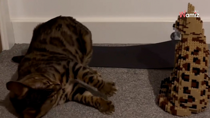 Katze entdeckt LEGO-Katze: Video sammelt fast eine Million Likes auf Instagram!