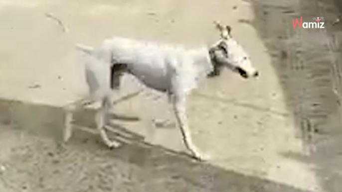 Irres Video: Ein Kaninchen geht mit einem Hund an der Leine Gassi