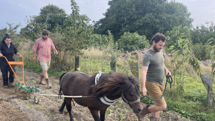 INSOLITE. Ce fermier de la Manche désherbe ses champs grâce à des poneys shetlands