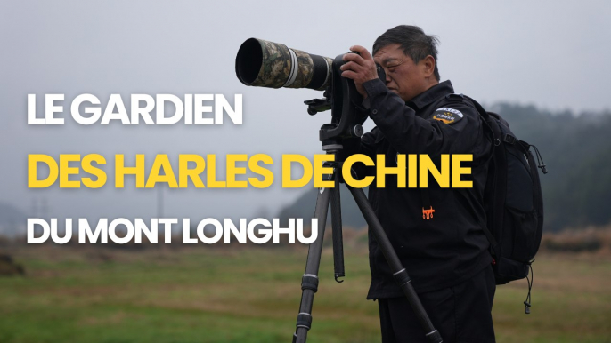 Le gardien des harles de Chine du mont Longhu