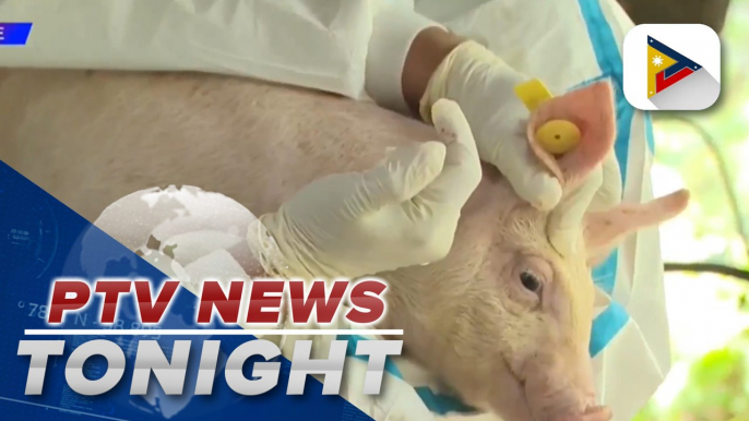 DA says inoculated hogs developed 90% antibodies vs ASF 20 days after being vaccinated