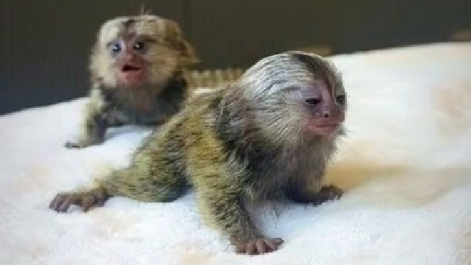 Cutest Mini Monkey You'll ever see  #pygmymarmoset #monkey #cuteanimals