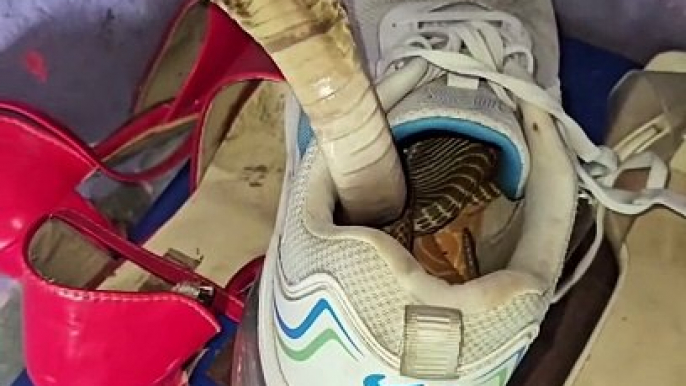 Snake  in shoes    #shortsfeed #entertainment #reel #viral #trending #reels #shorts @sekVlogs .