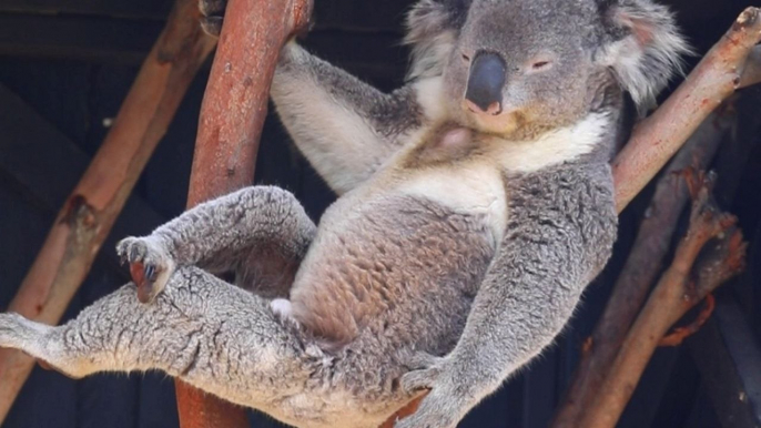 Koala posiert in einem Baum