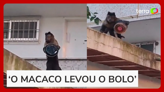 Macaco-prego é flagrado ‘furtando’ bolo de apartamento no RJ