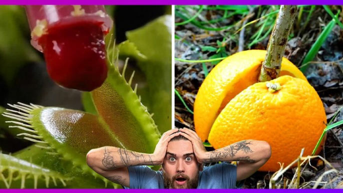 Garden Hacks For Lush, Healthy Plants !!! The Dudes REACT to 5-Minute Crafts Plant and Insect Hacks!