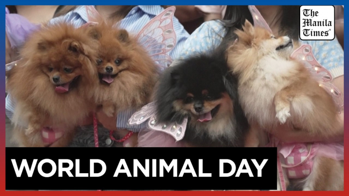 Filipinos dress pets in Sunday best for blessings on World Animal Day