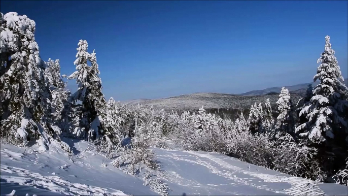 Trees with snow-youtube, facebook, whatsapp web, translate, google, instagram, ig, amazon, gmail, google translate, weather, traductor, cricbuzz, chatgpt, restaurants, you tube, tiempo, google maps, satta king, twitter, whatsapp, sarkari result, ipl, rest