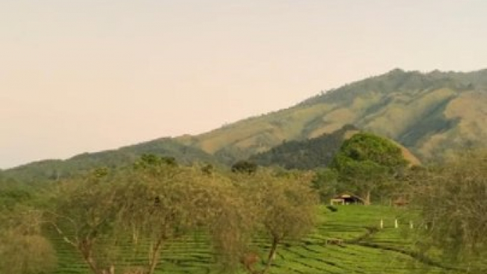 Kebun teh Wonosari Di Malang Bisa Ajak Kamu Tenang Disana, Cek Vidionya