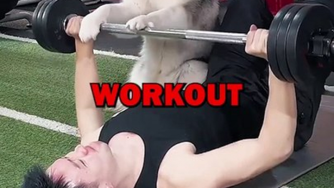 DOG WORKOUT PARTNER! #animalstories #pets #doglover #dogs #cute #funny