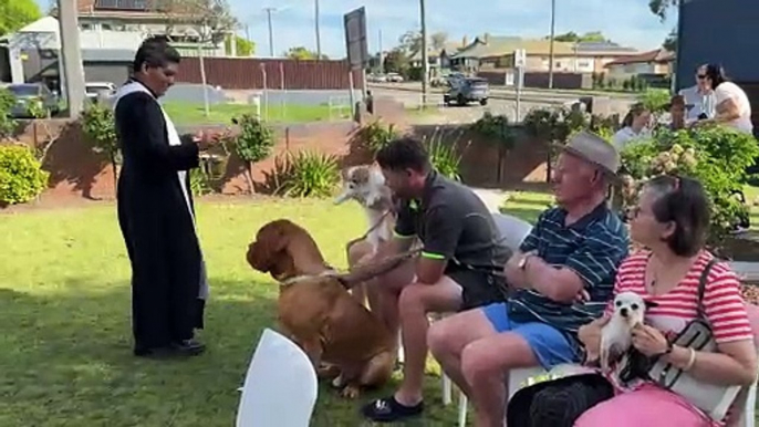 St Joseph's East Maitland pet blessing | October 2024