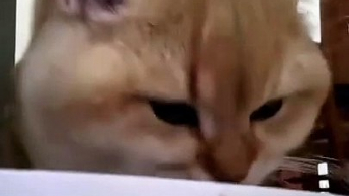 “cutecats” #funny #funnyvideo #funnyanimals #funnyshorts #cat #cutecat #funnycats