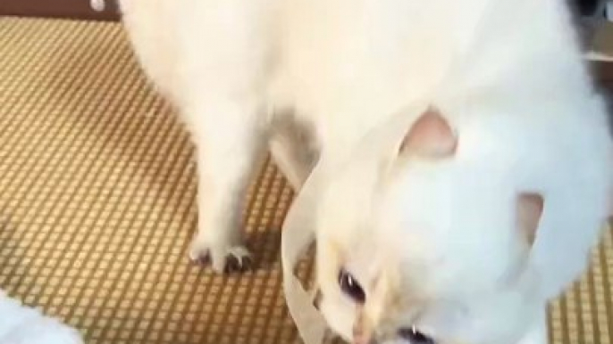 “cutecats” #funny #funnyvideo #funnyanimals #funnyshorts #cat #cutecat #funnycats