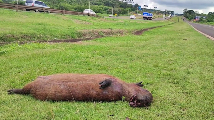 Atropelamento com morte na BR-277: capivara é encontrada mutilada na Região do Lago