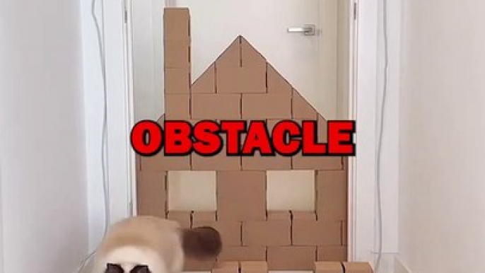 CAT OBSTACLE COURSE! #animalstories #pets #cat #funny #cuteanimals #funnyanimals