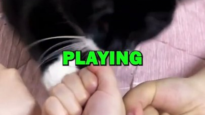 CAT PLAYS A GAME! #pets #animalstories #cat #funny #cuteanimals #animals