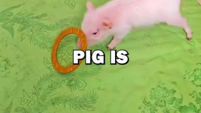 PIG LEARNS NEW TRICK! #pets #animalstories #funny #cuteanimals #funnyanimals #pig #piggy #animals