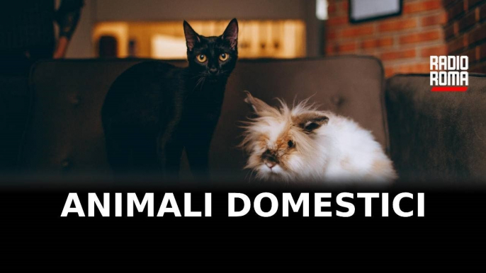 Animali domestici, tra gioie e responsabilità