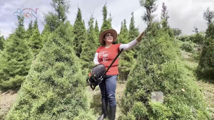 Emprendedora celebra 10 años de llevar alegría en Navidad con sus arbolitos