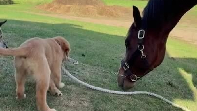 Playful Puppy Loves to Boss Around Horse