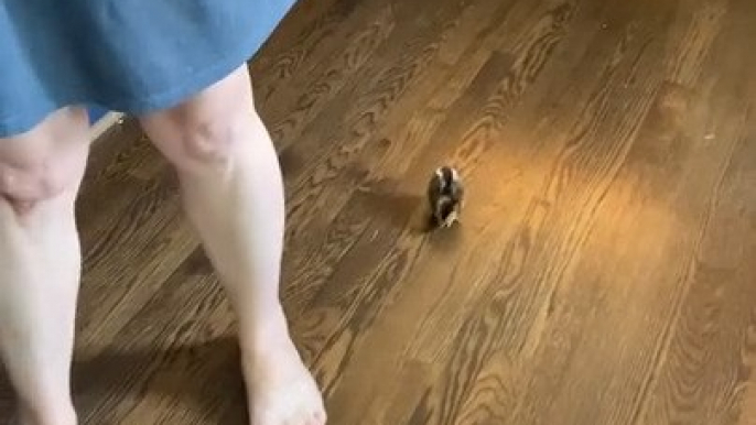 Baby Chick Runs After Woman in Kitchen