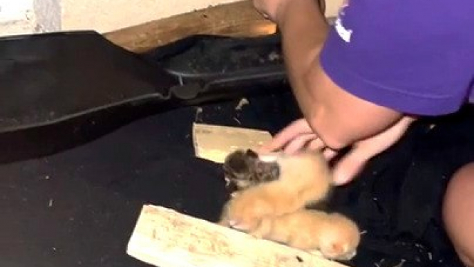 Woman Rescues Kittens and Mother Cat From Abandoned House