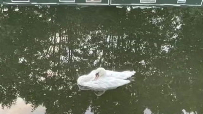 Cause of death revealed after dozens of swans and other birds die in London canal