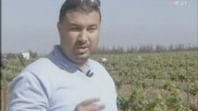 Maroc   arboriculture et vignoble de Meknès