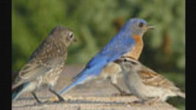 Bluebirds