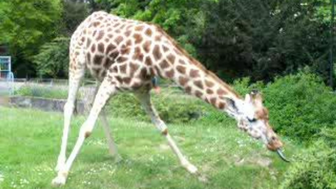 Girafe affamée