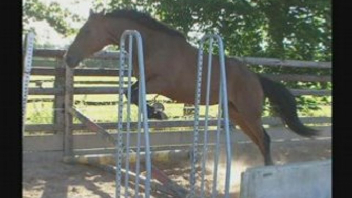 De beux chevaux et poneys