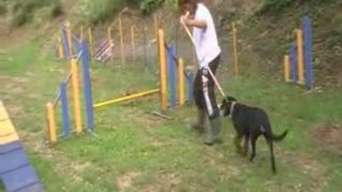 dolce agility tests sauts