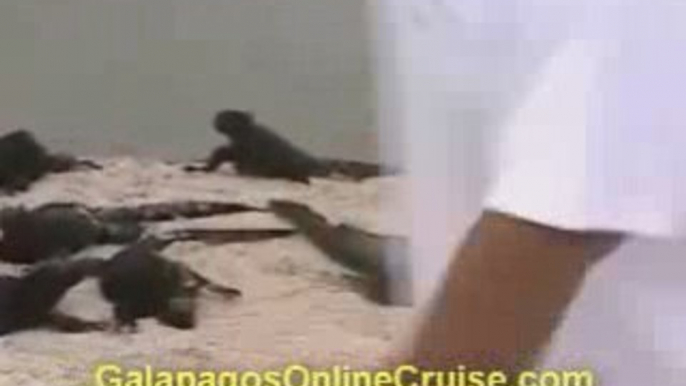 Galapagos Islands Ecuador - Iguanas and Flamingos video